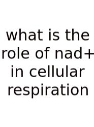 What Is The Role Of Nad+ In Cellular Respiration